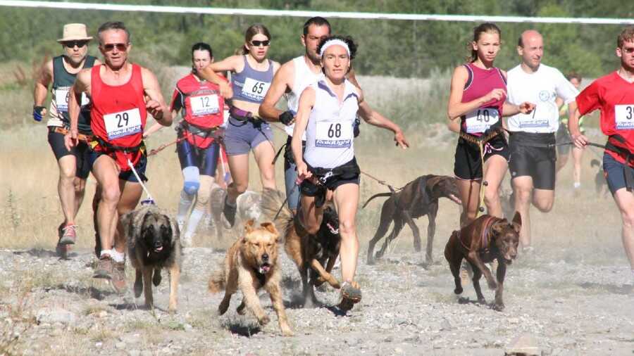 Canicross : tout savoir sur ce sport de plein air